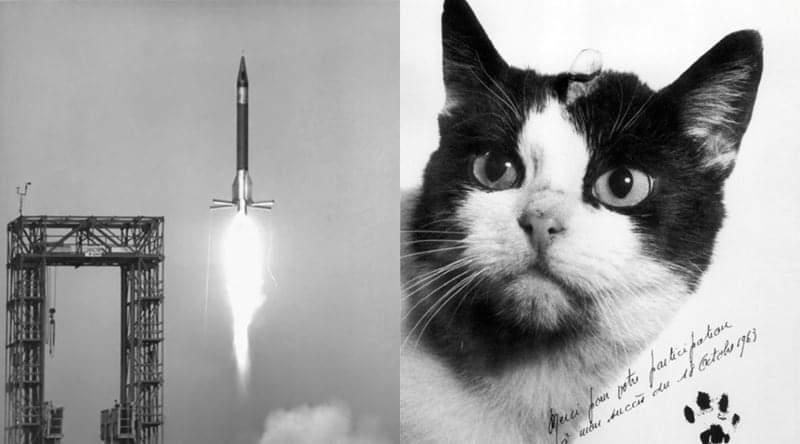 Catstronaut- Uzaya çıkan ilk kedi